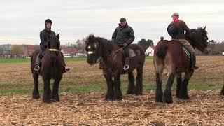 Belgian Draft Horses: the famous horse gallop around the "Tiense Berg" in Hakendover