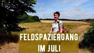 Feldspaziergang im Juli