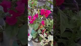 Orange bougainvillea  ️ #love #flowers #travel #viralvideo