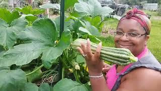 Growing Over 300 Plants On Our One Acre Suburban Homestead Mini Tour