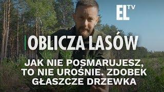 Jak nie posmarujesz, to nie urośnie. Zdobek głaszcze drzewka | Oblicza lasów #68