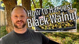 How to Harvest and Process Black Walnut (don’t wash them!)