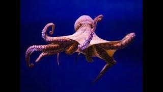 Animal sounds Octopus ｜ What sounds does an octopus make in wildlife