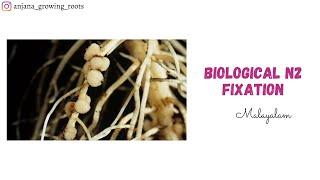 Biological Nitrogen Fixation - Malayalam | Root Nodule Formation In Leguminous Plants | Plant Physio