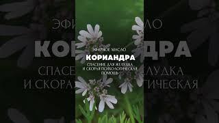 Спасение для желудка и скорая психологическая помощь: как применять эфирное масло Кориандра 