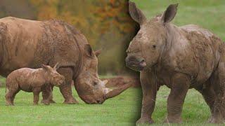 Rare Baby White Rhino Takes First Steps Outside