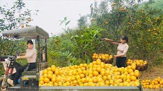 Single Mother: Using a 3-wheeled vehicle, Climbing Hills To Pick Oranges To Sell At The Market