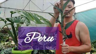 monstera Peru ko top cutting vayo|| @ajvlog4128