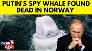 ‘Russian Spy’ Beluga Whale Hvaldimir Found Dead In Norwegian Waters | Putin's Secret Weapon | N18G