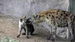 Hyena Baby w Mom FYV