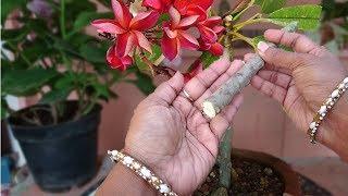 Grow Plumeria from Cutting with update | चम्पा / Gulachin लगाएं घर पर