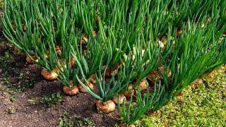 Harvesting Onions in Japan: Onion Agriculture Technology onion harvest Onion Processing in Factory