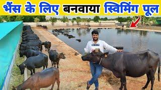 200 गाय और भैंस का हाईटेक फॉर्म | Buffalo Farm | Dairy farming