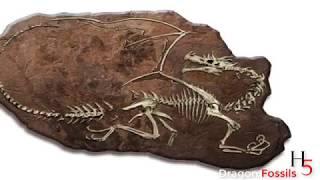 The mysterious Flying Dragon fossils