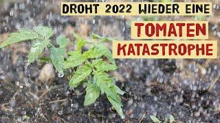 So rettest du deine Tomaten - vorbeugende Maßnahmen gegen die Kraut und Braunfäule bei Tomaten