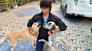 Mujhe bhi 2 Dogs chahiye 