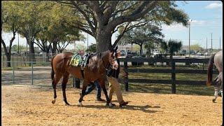 Consignors Talk First-Crop Sires at OBS March