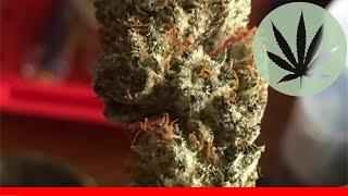 Sour Strawberry Diesel - All About This Strain