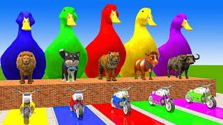 5 Giant Duck Cartoon,Cow,Mammoth,Lion,Dog,Bear,Tiger Paint Wild Animals Crossing Fountain Animation