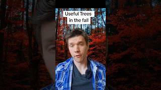 Useful trees in the fall #homestead #offgrid