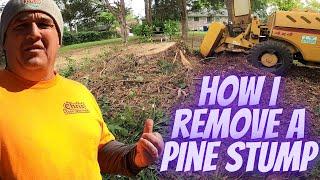 How I remove a Pine Stump