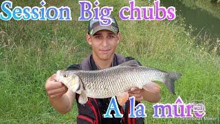 Pêche du gros chevesne et hotu ! 52cm, 52cm, 51cm et 45 cm