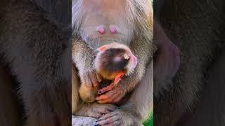 Hak Han MDJ Enjoy Watching Abandon Baby Monkey - Daily Wildlife Monkey #Lucie #Leo #Rainbow #Jovi