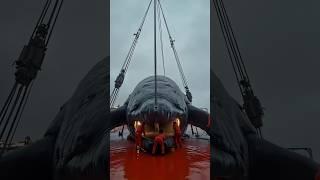 POLAR BEAR Swallowed By WHALE and RESCUED ALIVE