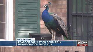 South Omaha neighborhood experiencing "peacock problem"