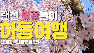 하동 여행 벚꽃 대리만족 랜선 벚꽃놀이 [국내여행]