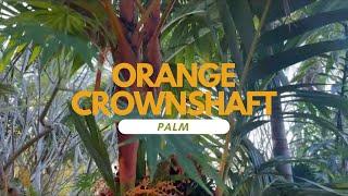 Areca vestiaria - Orange Crownshaft Palm 