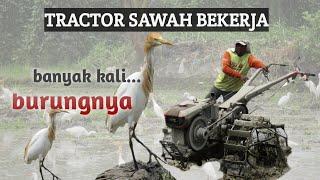 traktor sawah bekerja,banyak burungnya