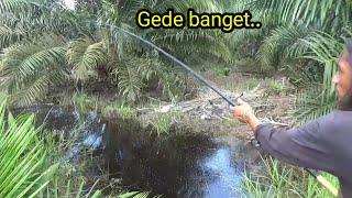 Mancing ikan dengan cara kuno, di kebun sawit