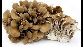 The Health Benefits of Maitake Mushrooms