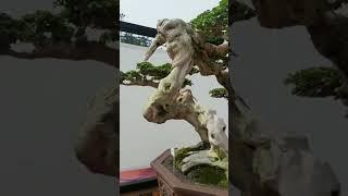 Bonsai sancang bunjin liukan ekstrem pamnas bogor