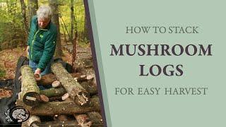 How to Stack Mushroom Logs for Easy Harvest