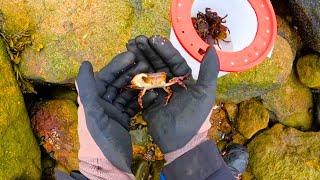 Flipping Rocks To Find Asian Crabs! Harvesting My Own Fishing Bait