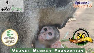 Traumatized baby monkeys find a new loving foster mom