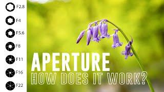 Complete guide to APERTURE - Is F8/F11 aperture settings really the best for Landscape Photography?