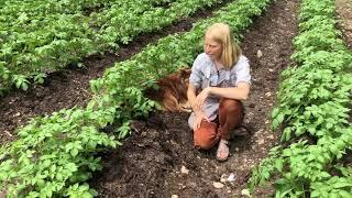 Hilling Potatoes