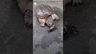 Turtle  #reels #wildlife #viralvideo #wildlfe #reelsindia #reelsvideo #youtuber #youtubevideos