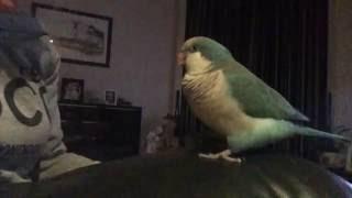 Talking Quaker Parrot Spud