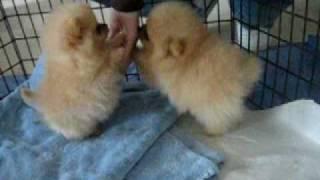 8 week old Pomeranian puppies!