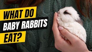 What Do Baby Rabbits Eat? Your Complete Guide to Bunny Nutrition!