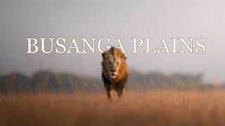 My New FAVOURITE Safari Location?? - BUSANGA PLAINS