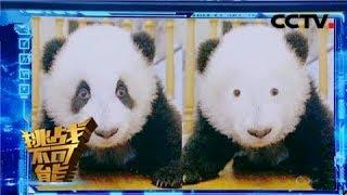 Panda Eyes Challenge: Can You Tell Pandas Apart? | Impossible Challenge S4 EP6 [Eng Sub]