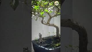 Beautiful Krishna Garden II  Bonsai art II  Gardening