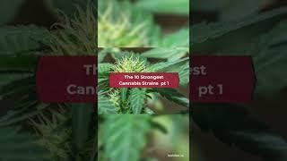 The 10 Strongest Cannabis Strains#Shorts