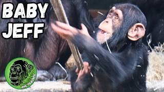 Catch Up With Baby Chimpanzee Jeff