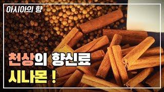 커피, 음식에도 쓰이는 향신료 시나몬이 수천년간 사랑받는 이유 [다큐_아시아의향신료]